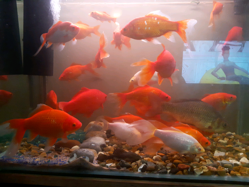 cold water pond fish